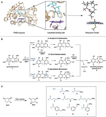 Computational Protocol to Understand P450 Mechanisms and Design of Efficient and Selective Biocatalysts